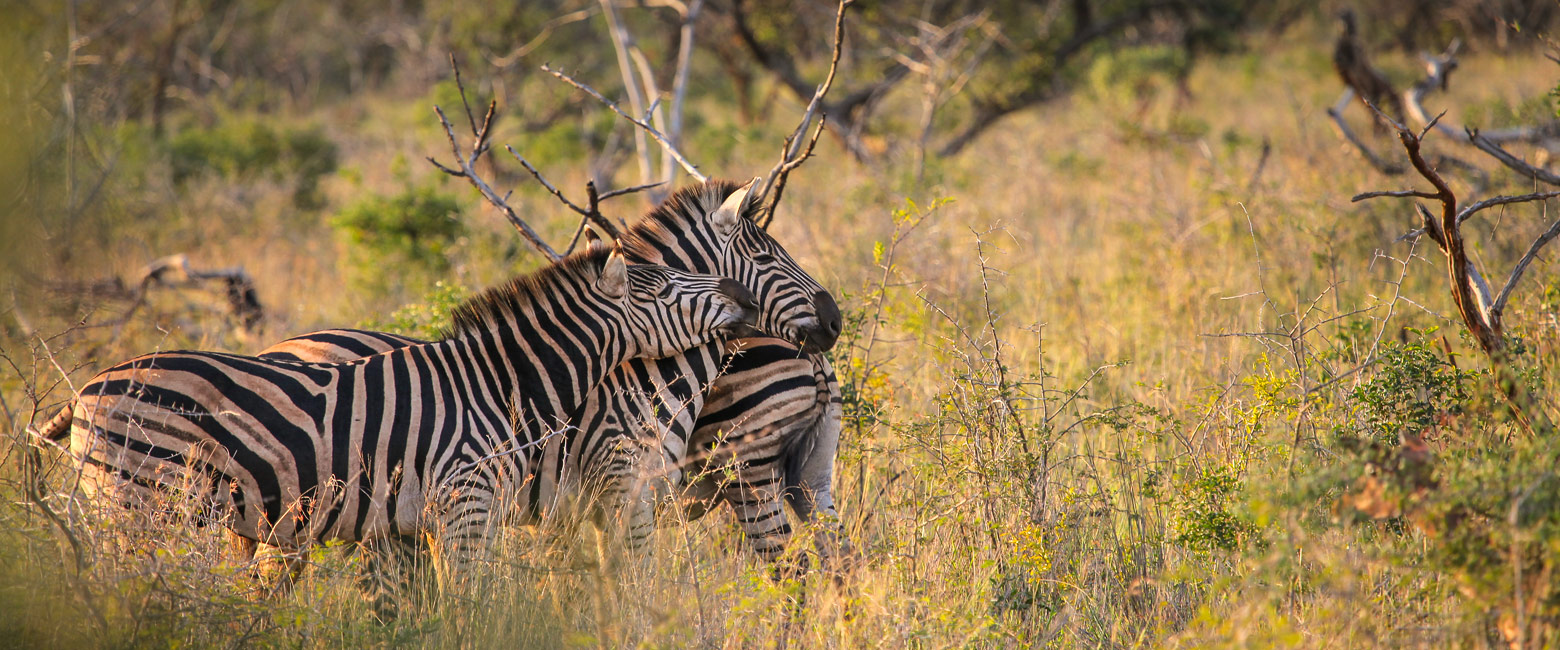 let us know your thoughts about South Africa and we will help you create the perfect safari 