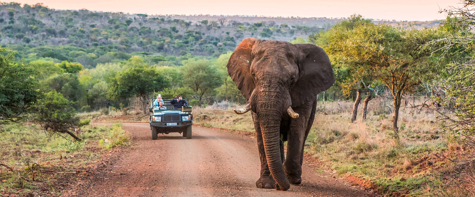 let us know your thoughts about South Africa and we will make sure to deliver the perfect safari 