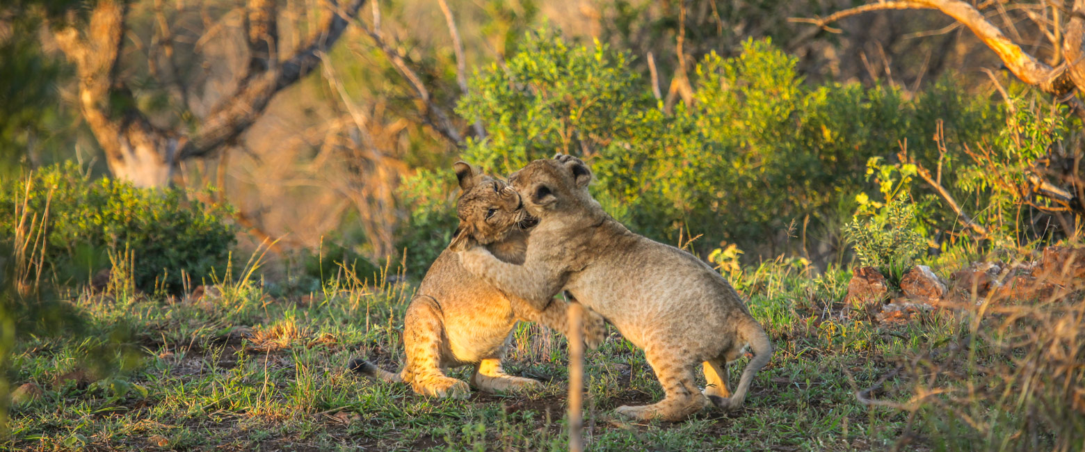 let us know your thoughts about South Africa and we will help you create the perfect safari