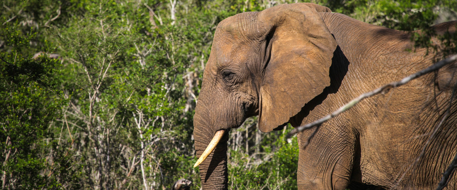 let us know your thoughts about South Africa and we will help you create the perfect safari