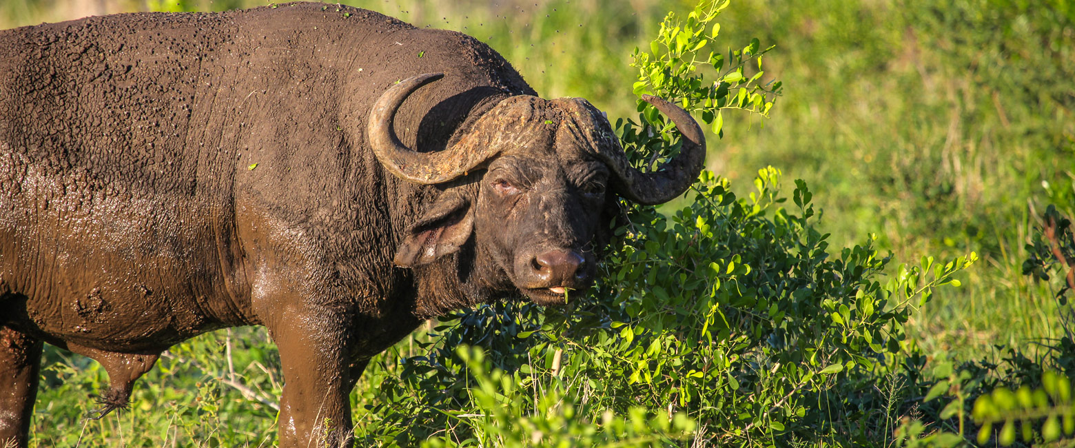 let us know your thoughts about South Africa and we will help you create the perfect safari