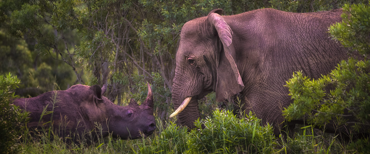 let us know your thoughts about South Africa and we will make sure to deliver the perfect safari