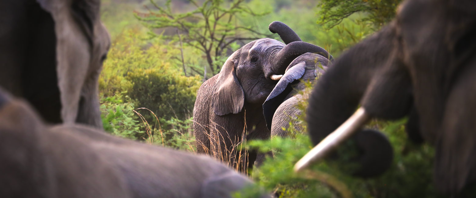 is a wildlife reserve close to the Sun City resort