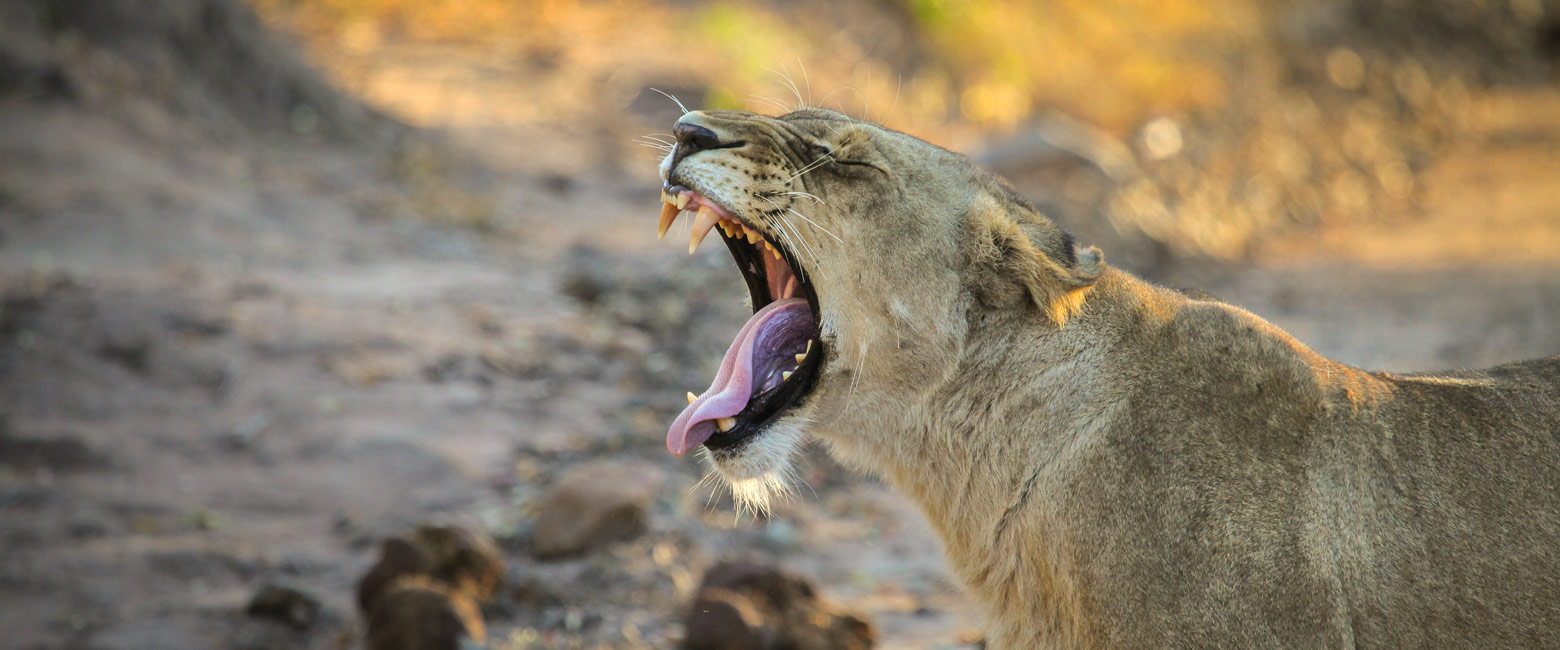 let us know your thoughts about South Africa and we will help to create the perfect safari