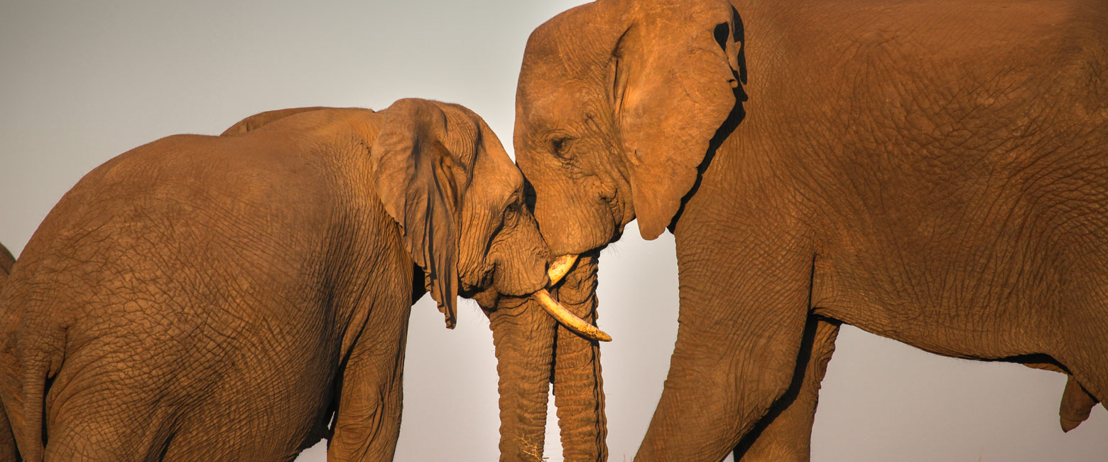 let us know your thoughts about South Africa and we will help you create the perfect safari