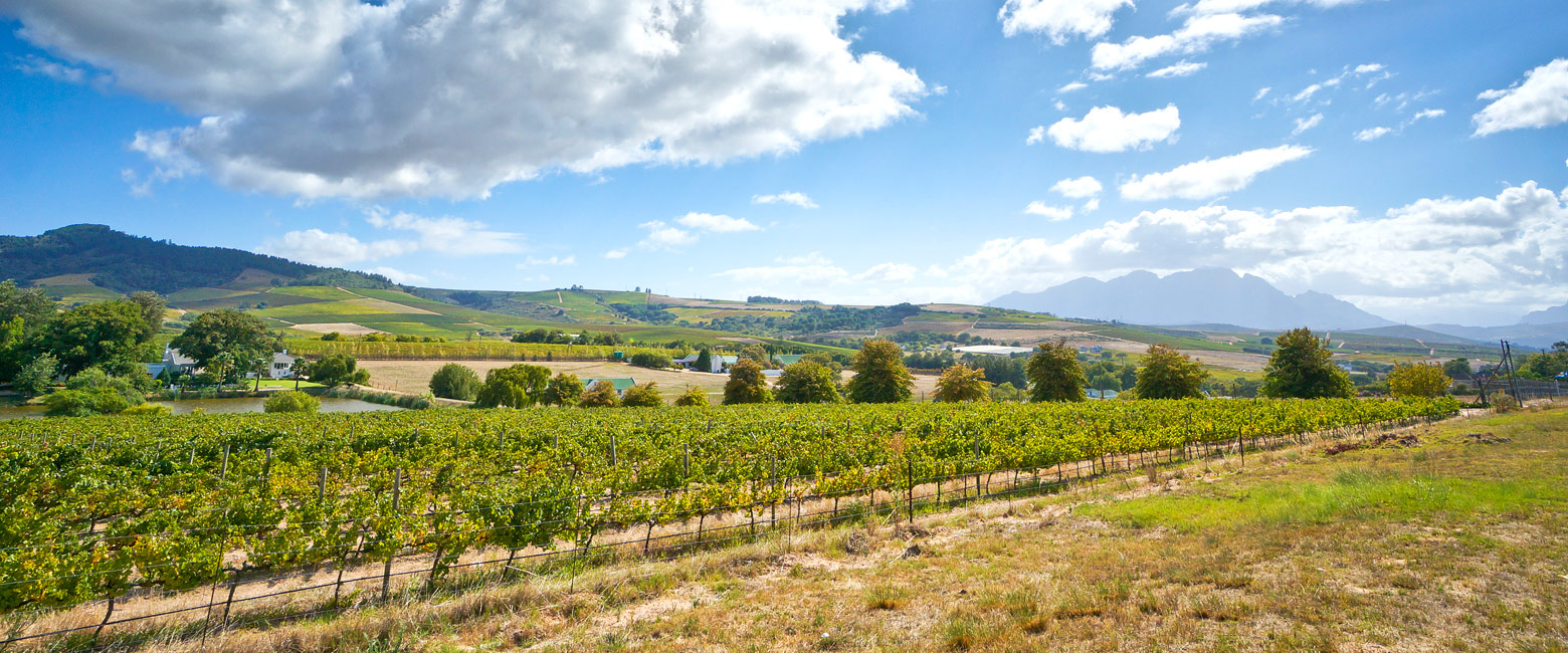 let us know your thoughts about South Africa and we will help you create the perfect safari