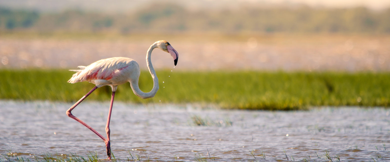 let us know your thoughts about South Africa and we will help you create the perfect safari 