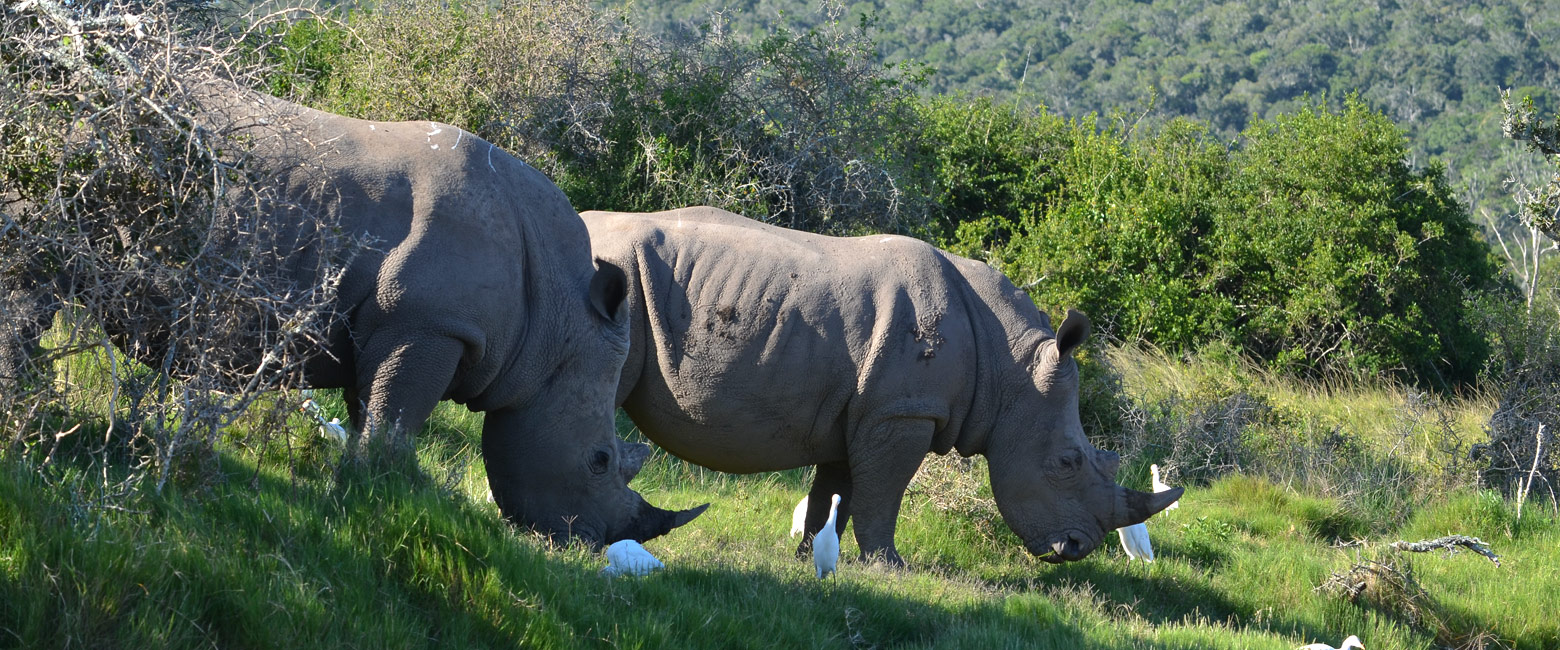 let us know your thoughts about South Africa and we will help you create the perfect safari 