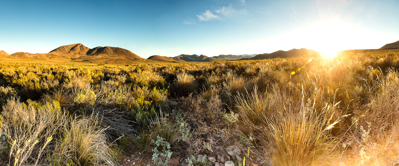 let us know your thoughts about South Africa and we will help you create the perfect safari 