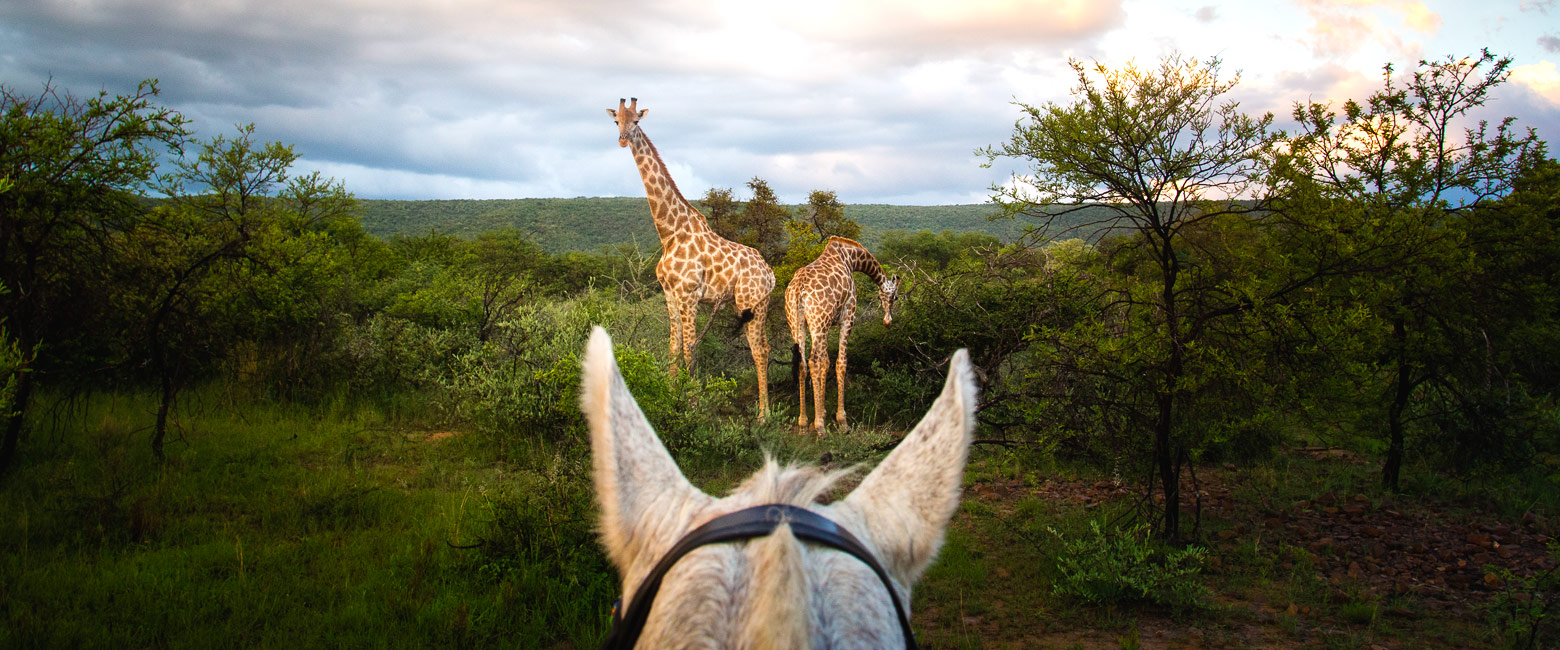 let us know your thoughts about South Africa and we will help you create the perfect safari