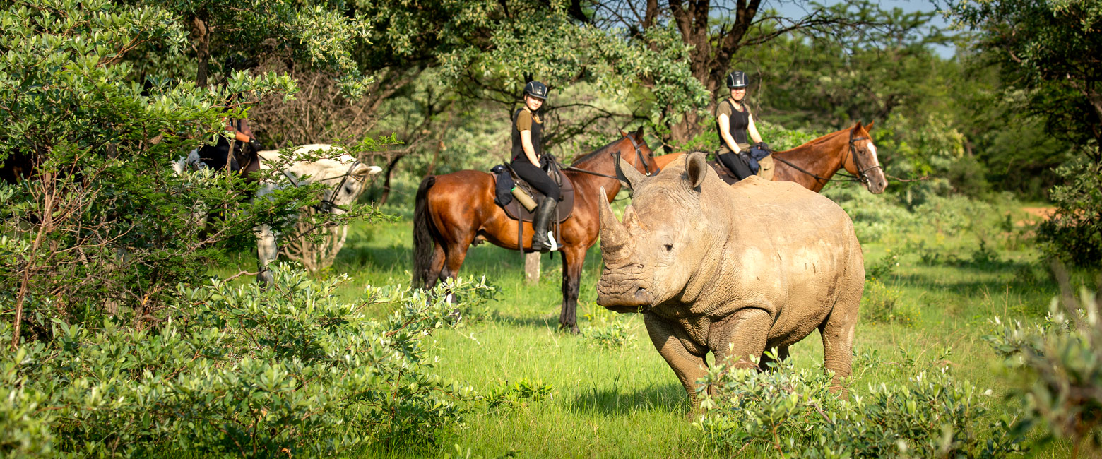 let us know your thoughts about South Africa and we will help you create the perfect safari 