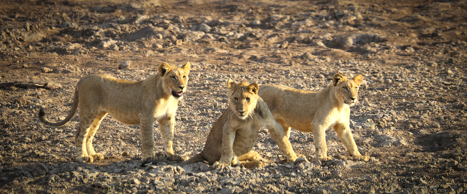 let us know your thoughts about South Africa and we will help you create the perfect safari