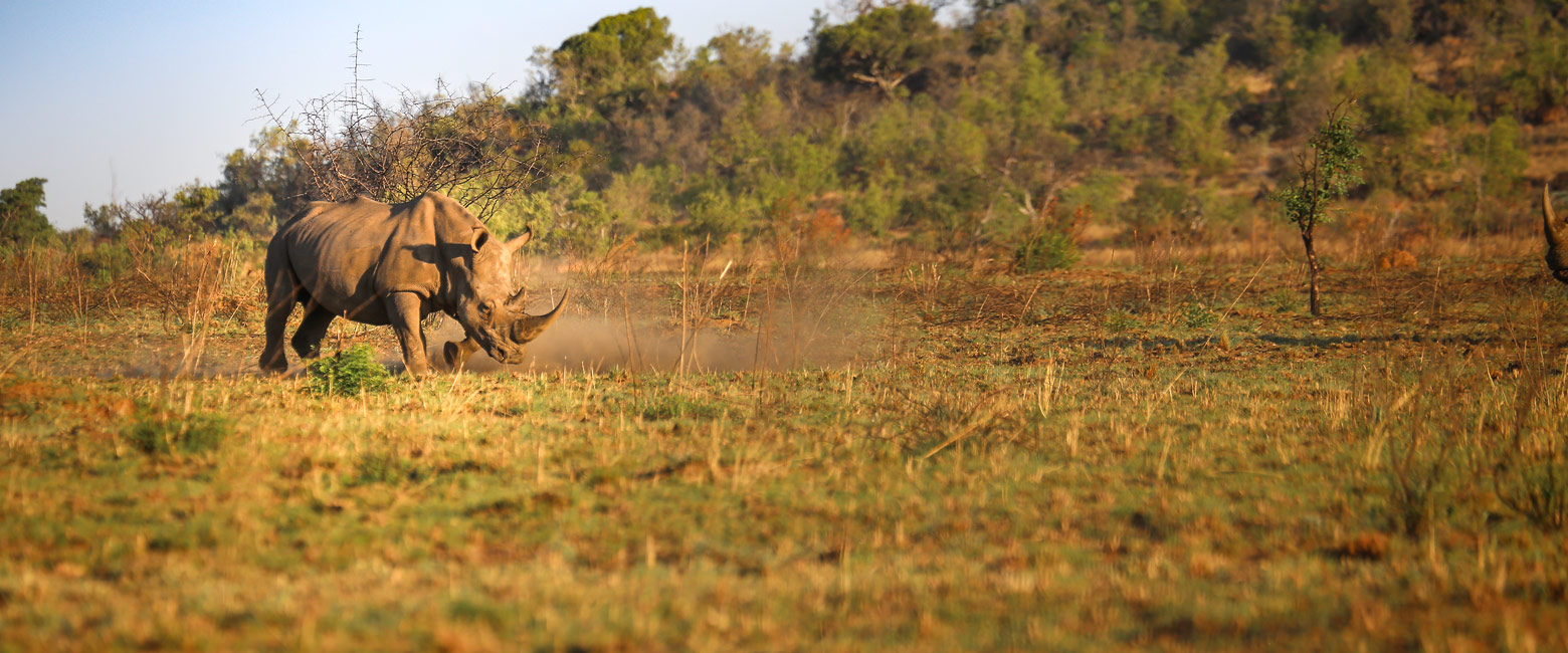let us know your thoughts about South Africa and we will help you create the perfect safari 