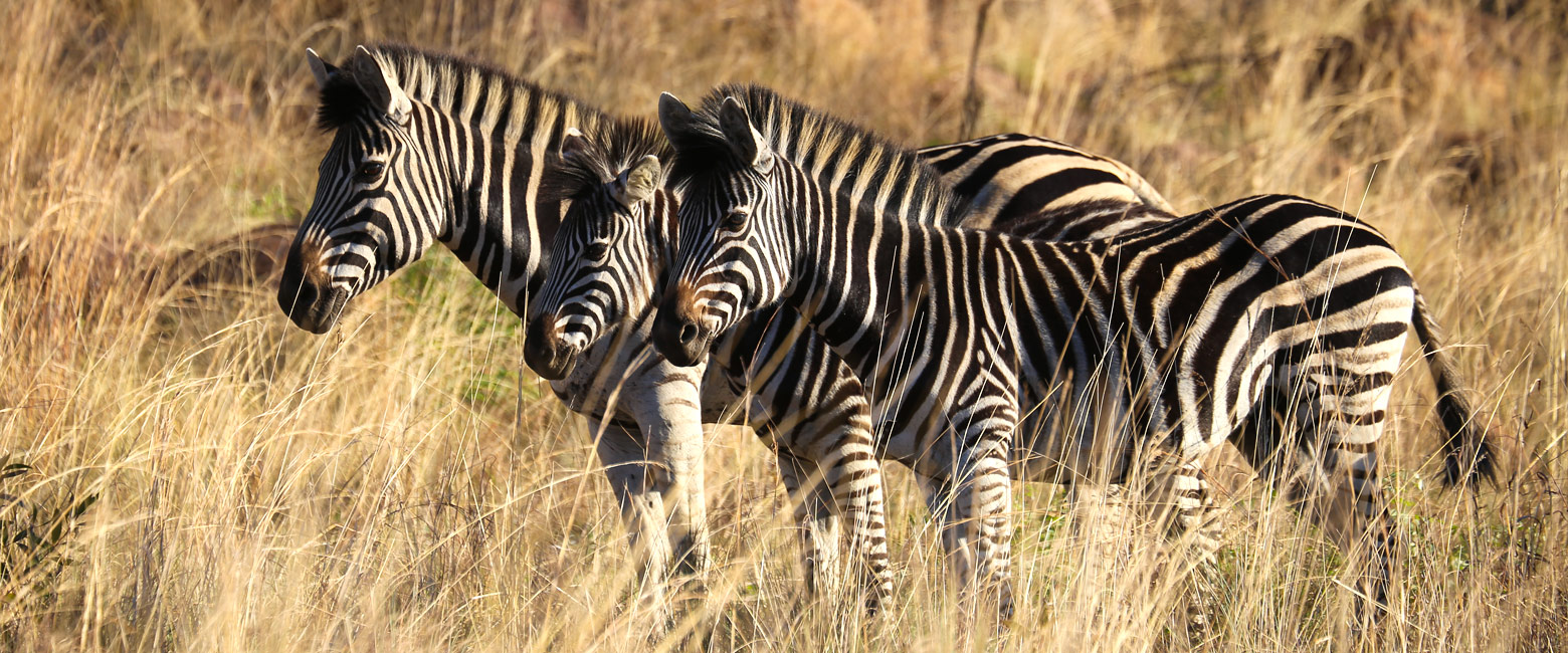 let us know your thoughts about South Africa and we will help you create the perfect safari 