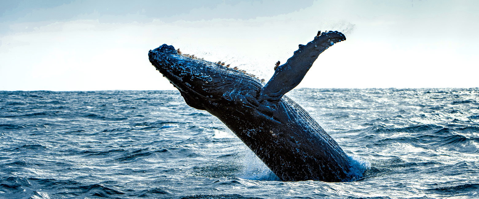 let us know your thoughts about South Africa and we will help you create the perfect safari
