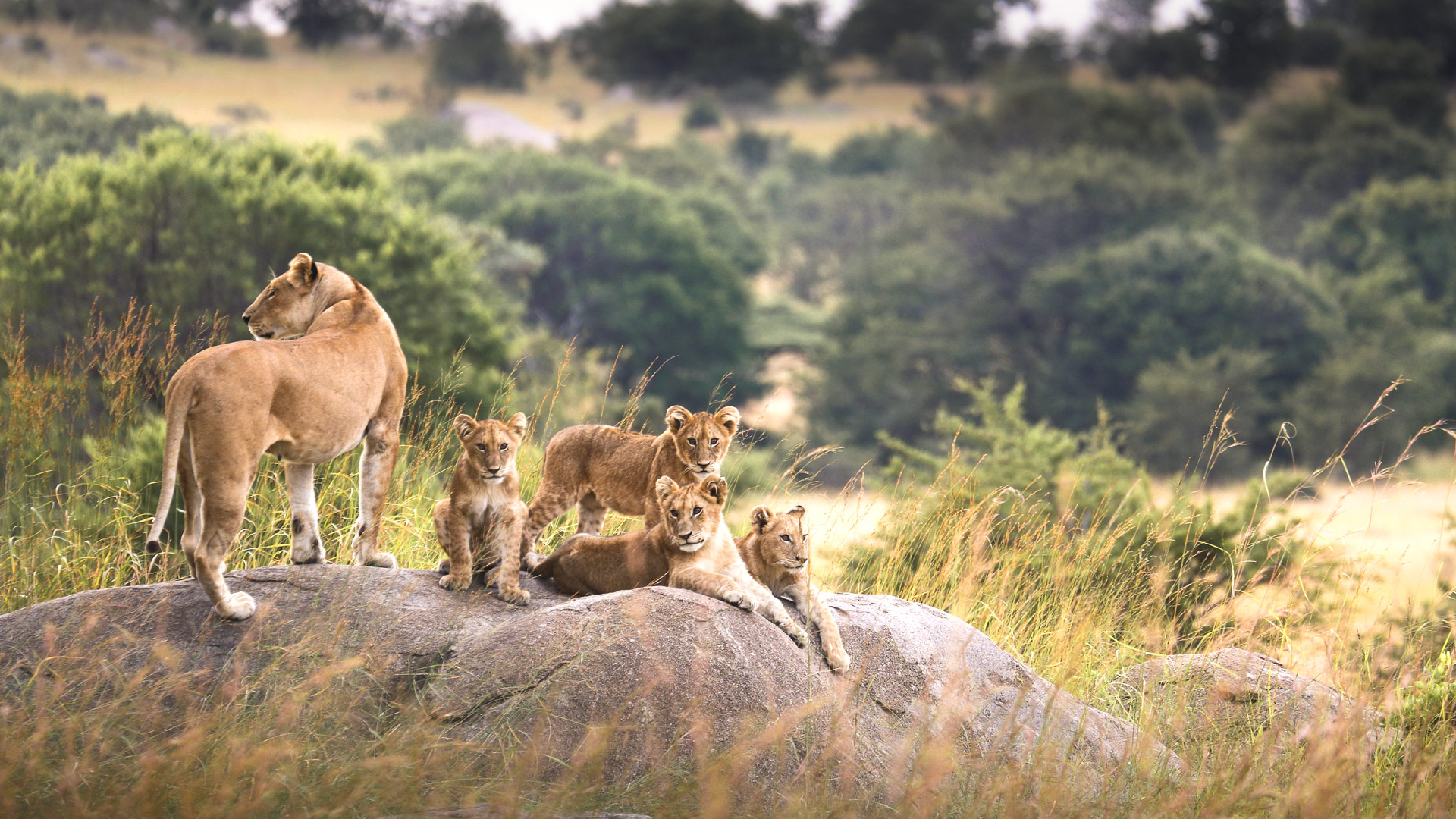 Safari in Tanzania