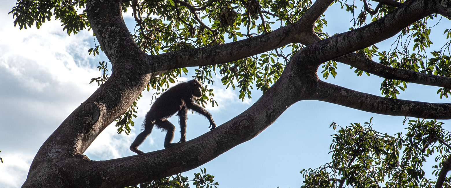 is a remote chimp reserve on Lake Tanganyika 