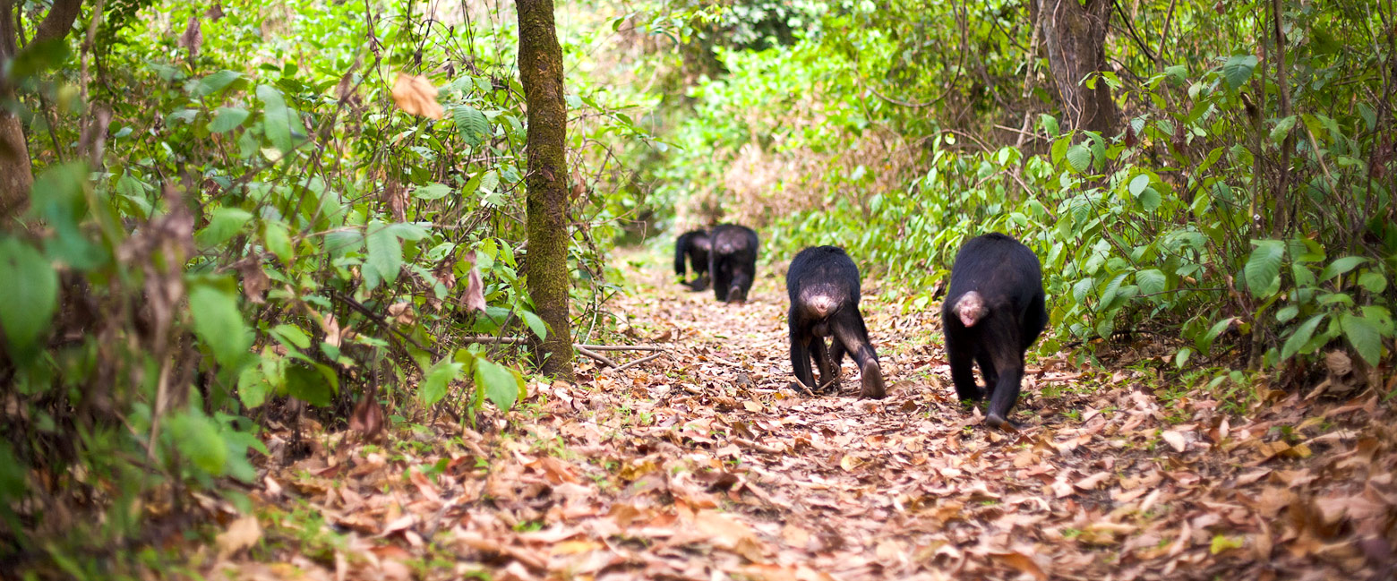 let us know your thoughts about Tanzania and we will help you create the perfect safari 