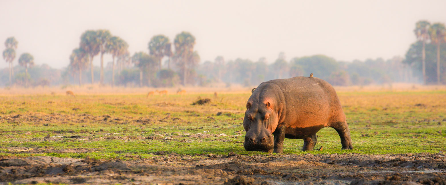 let us know your thoughts about Tanzania and we will help you create the perfect safari