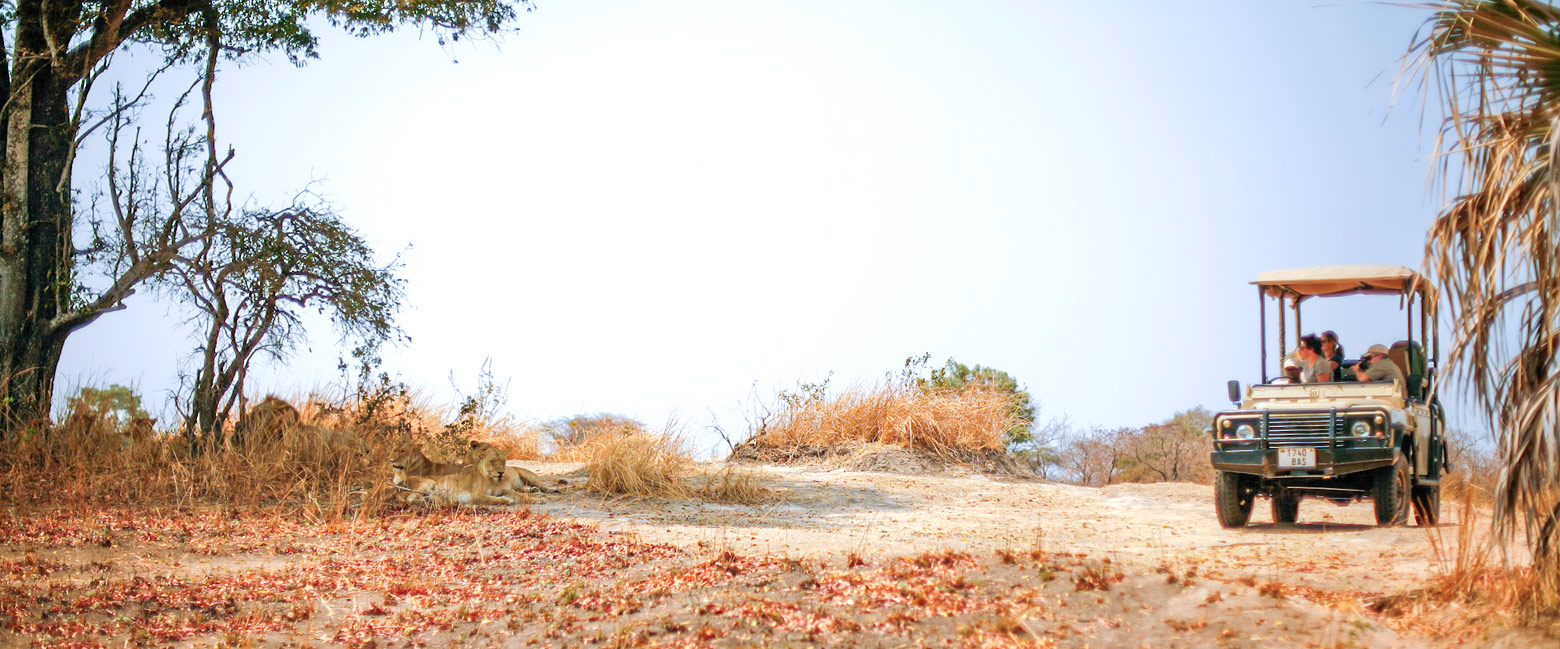 let us know your thoughts about Tanzania and we will help you create the perfect safari 