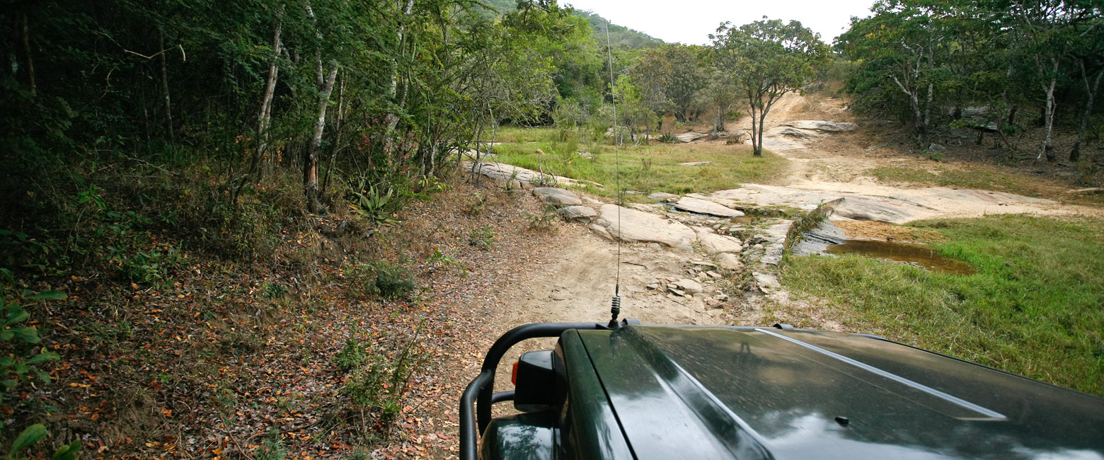let us know your thoughts about Tanzania and we will help you create the perfect safari