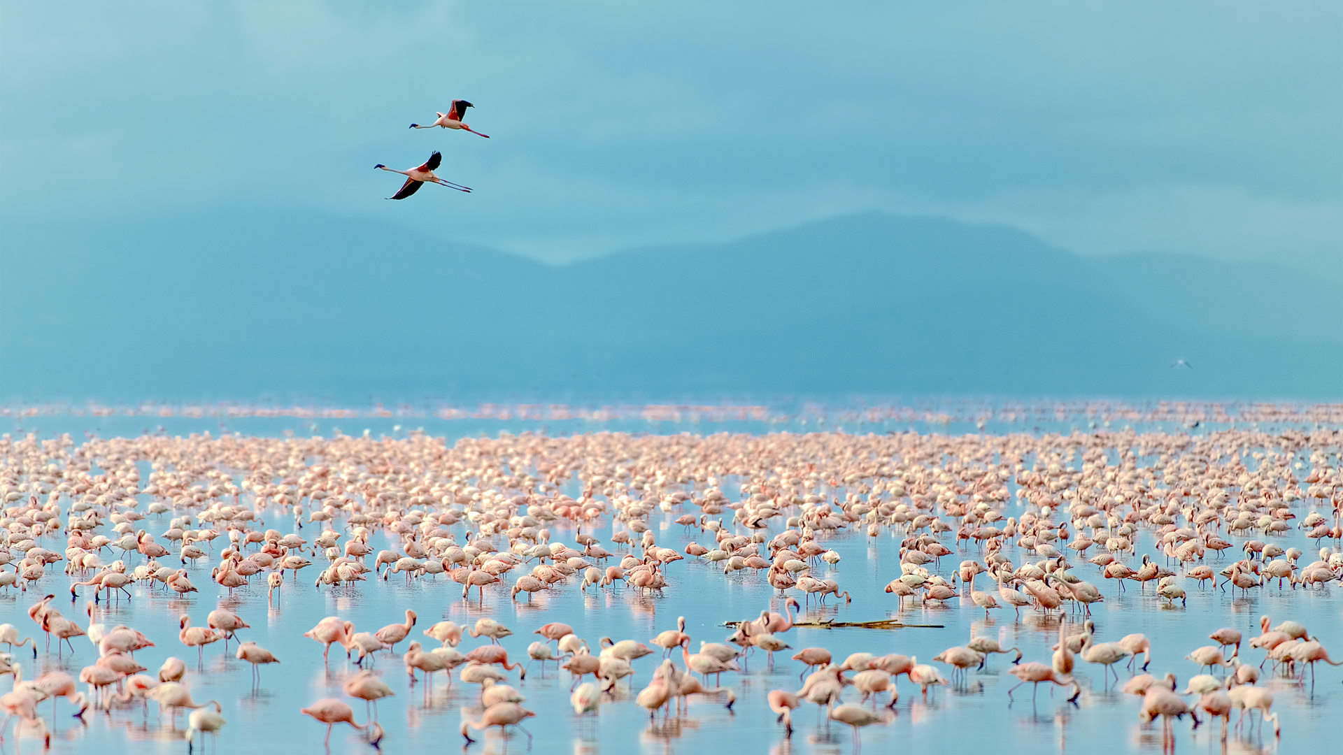 Safari to Lake Manyara