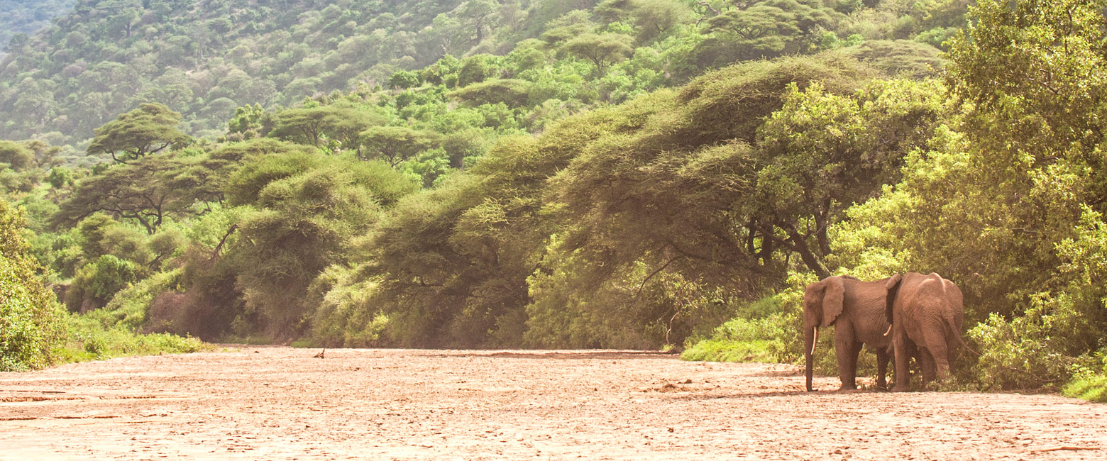 let us know your thoughts about Tanzania and we will help you create the perfect safari 