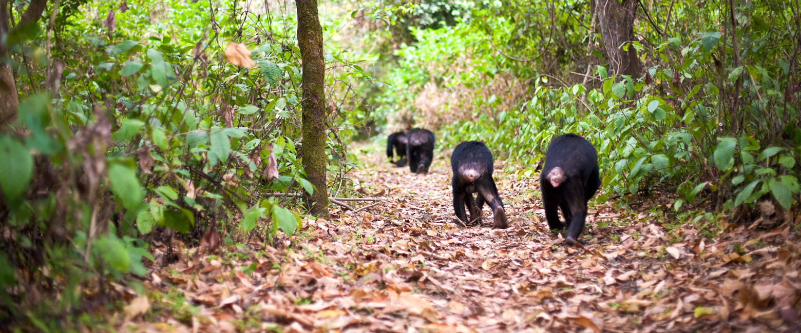 is an utterly magical location, the best chimpanzee action in Africa 