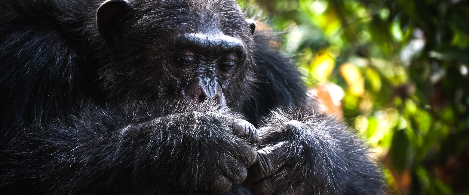let us know your thoughts about Tanzania and we will help you create the perfect safari