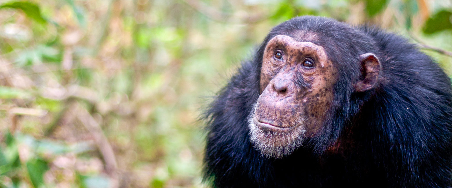 let us know your thoughts about Tanzania and we will help you create the perfect safari