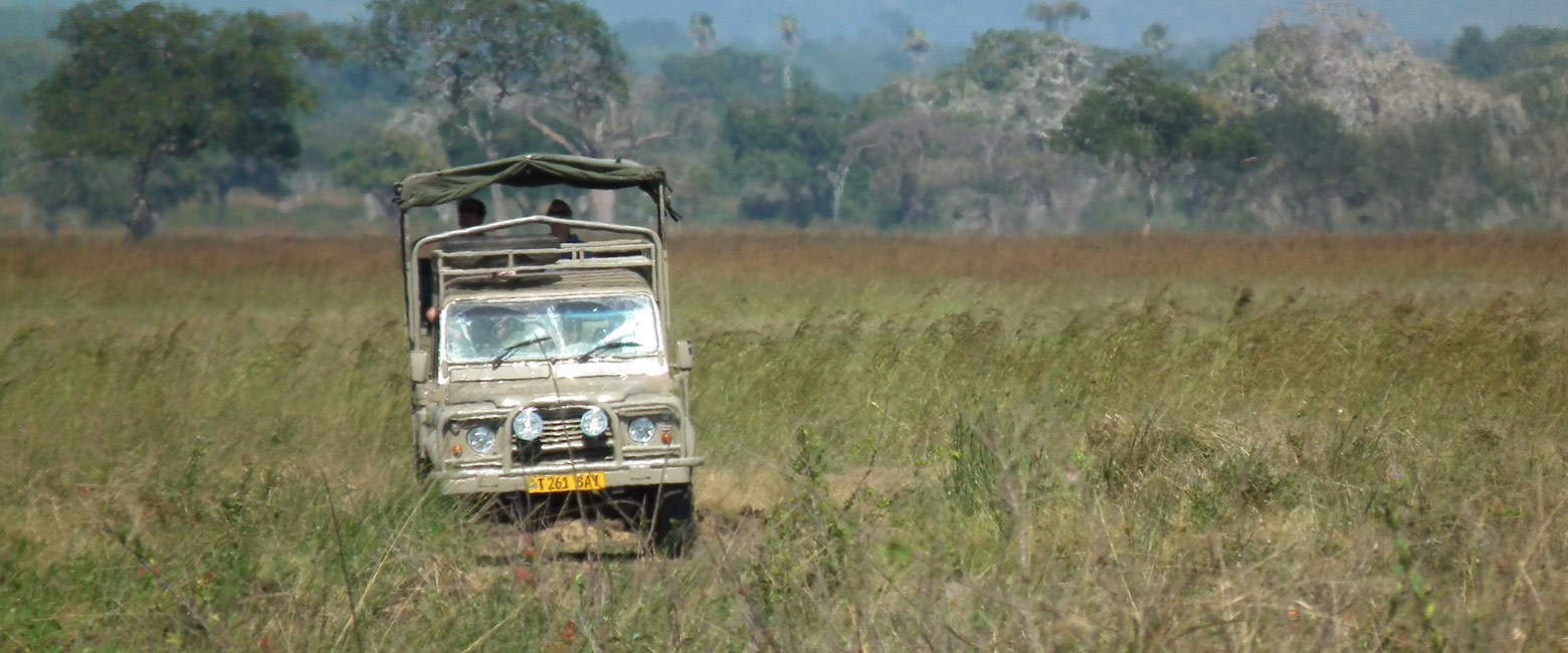 let us know your thoughts about Tanzania and we will help you create the perfect safari
