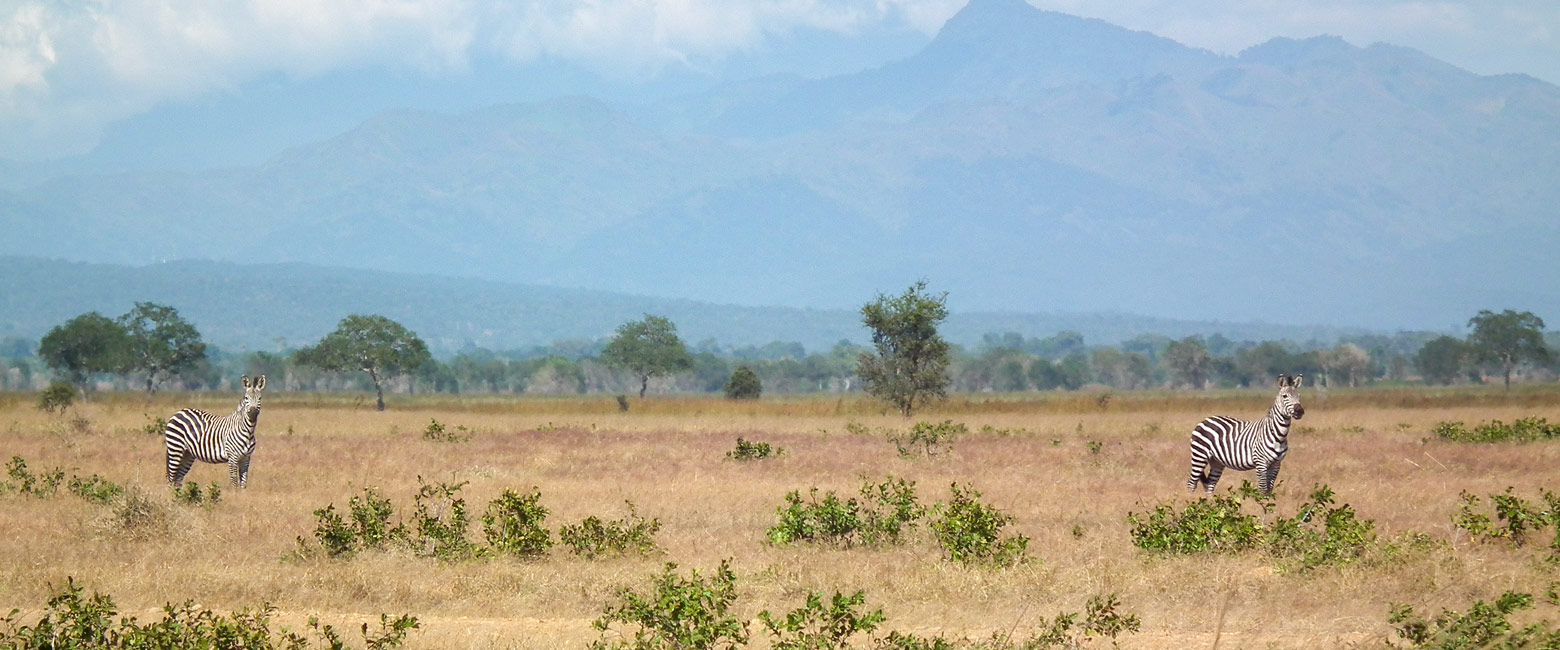 let us know your thoughts about Tanzania and we will help you create the perfect safari