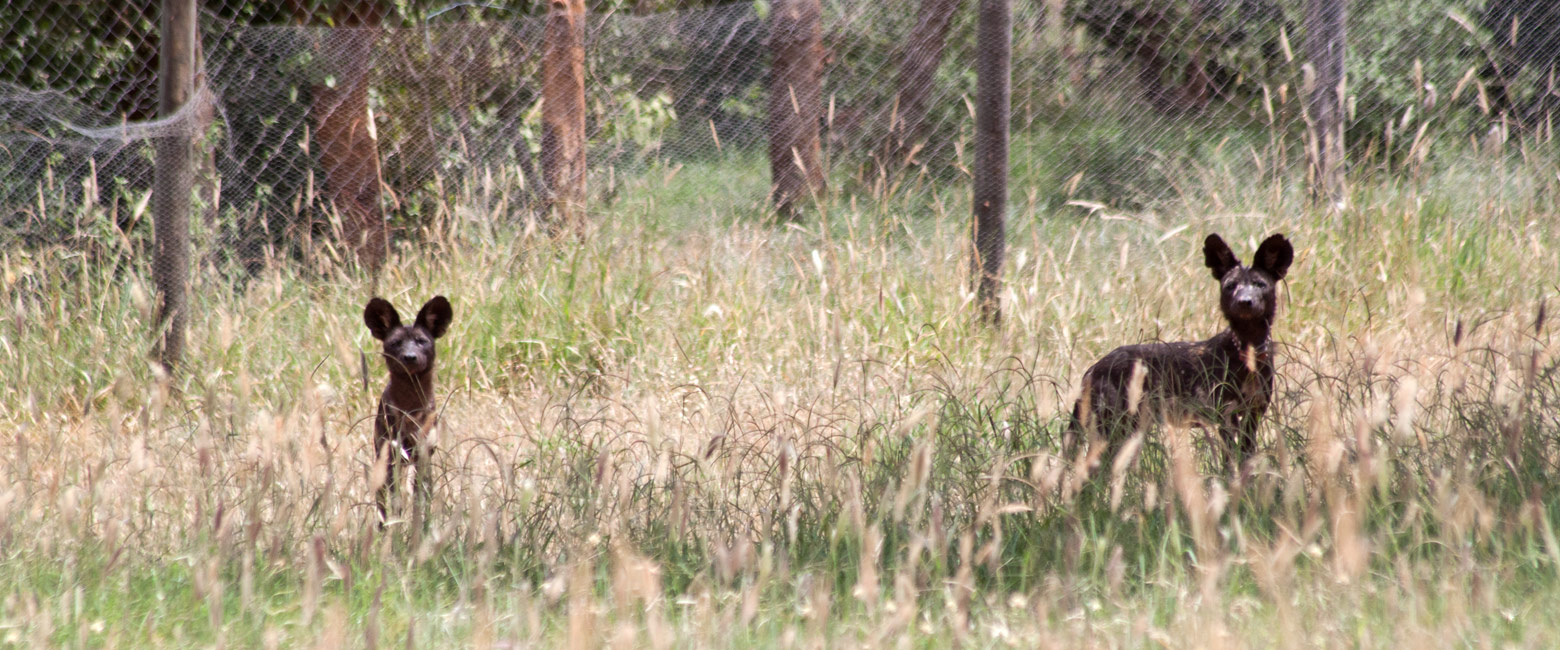 let us know your thoughts about Tanzania and we will help you create the perfect safari 