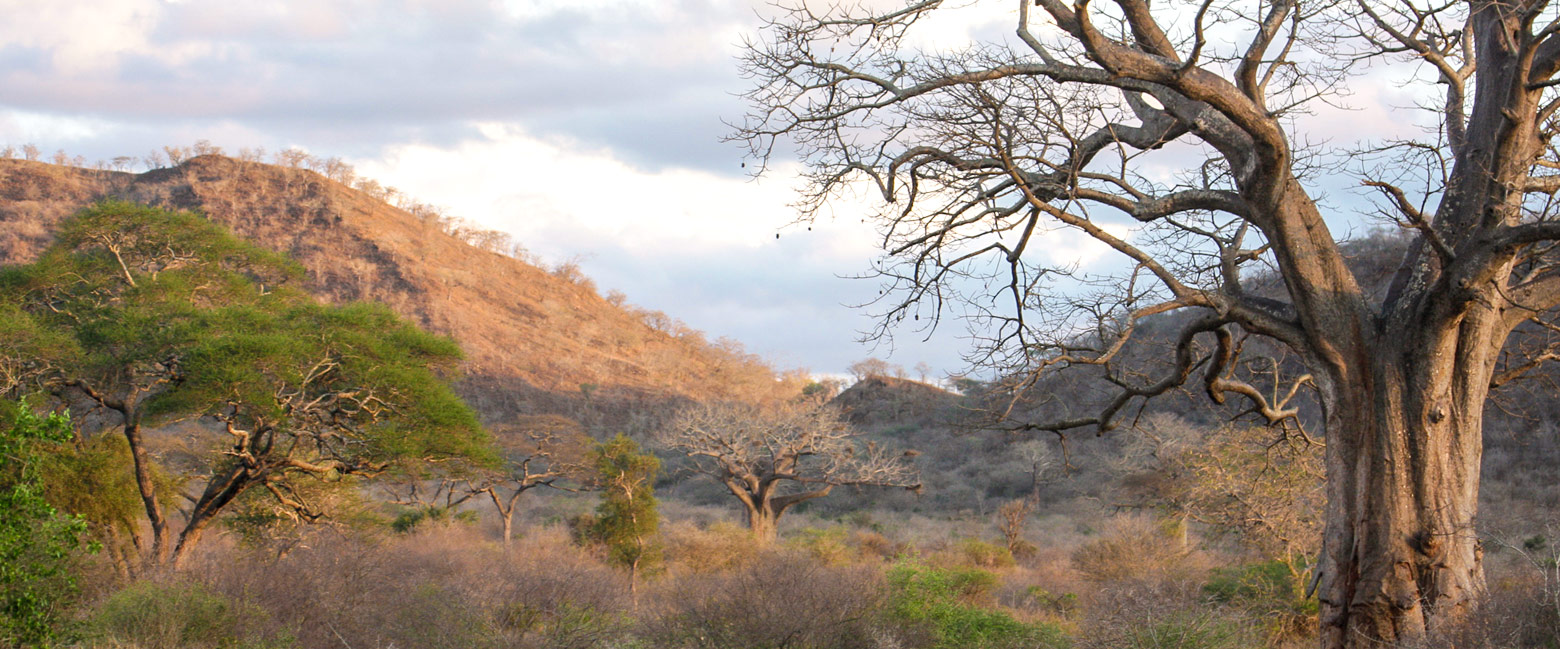 let us know your thoughts about Tanzania and we will help you create the perfect safari