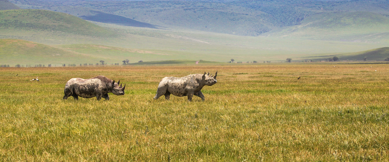 let us know your thoughts about Tanzania and we will help you create the perfect safari