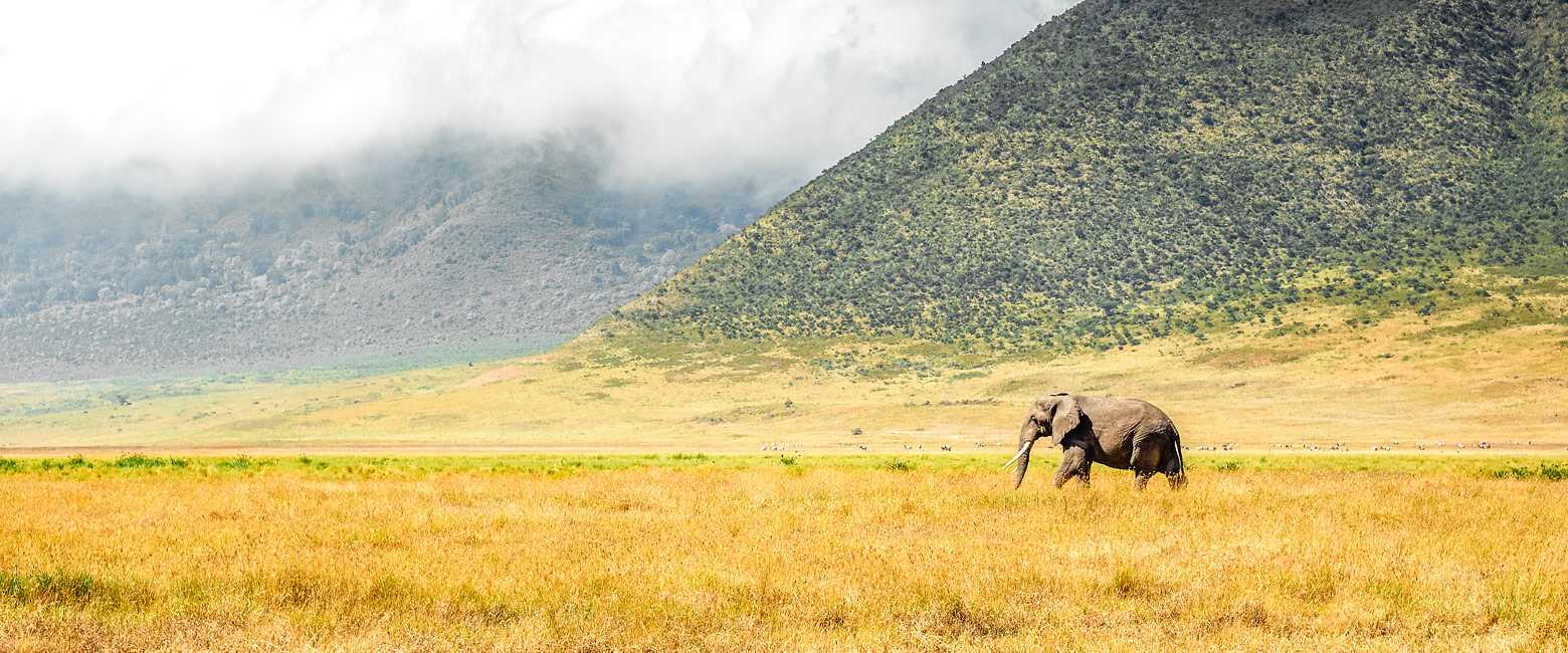 let us know your thoughts about Tanzania and we will help you create the perfect safari
