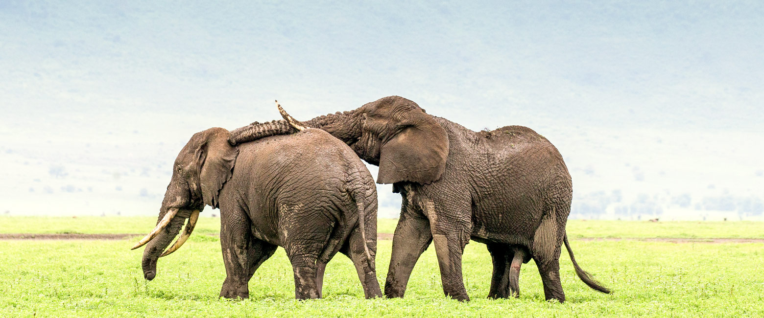 let us know your thoughts about Tanzania and we will help you create the perfect safari