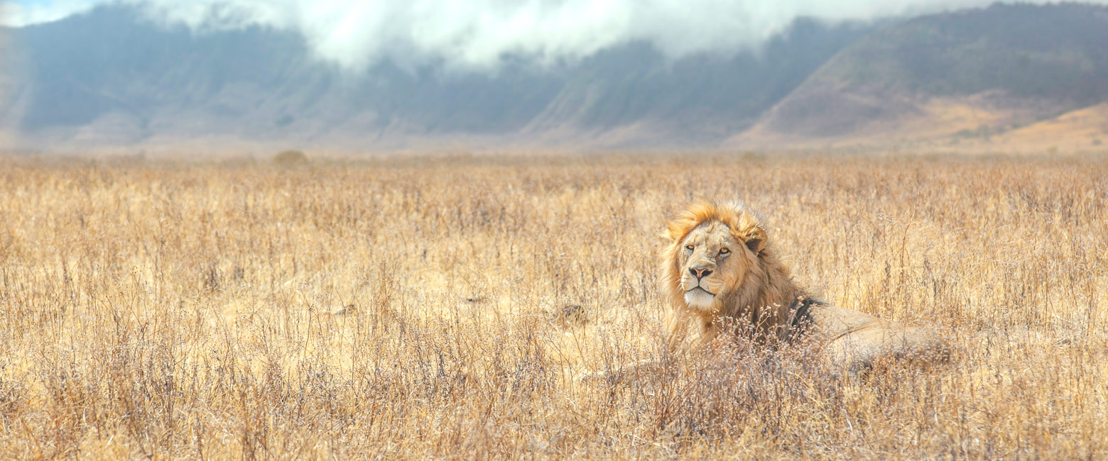let us know your thoughts about Tanzania and we will help you create the perfect safari