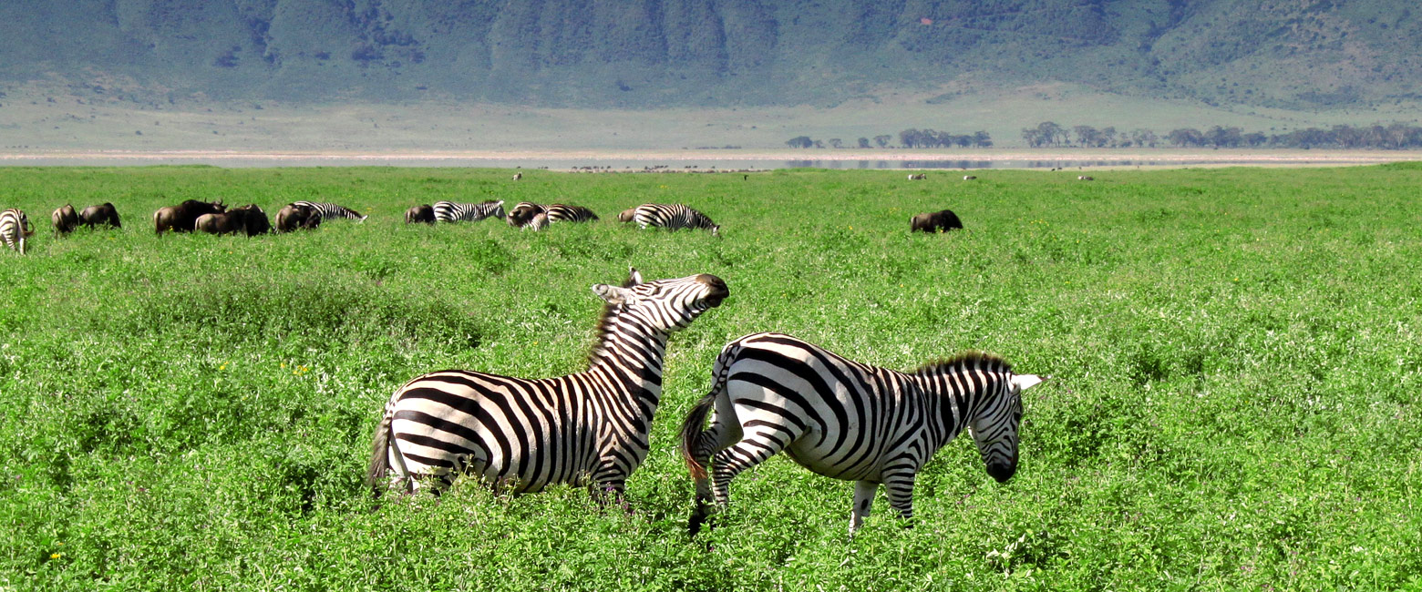 let us know your thoughts about Tanzania and we will make sure to deliver the perfect safari