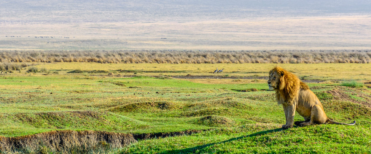 let us know your thoughts about Tanzania and we will help you create the perfect safari