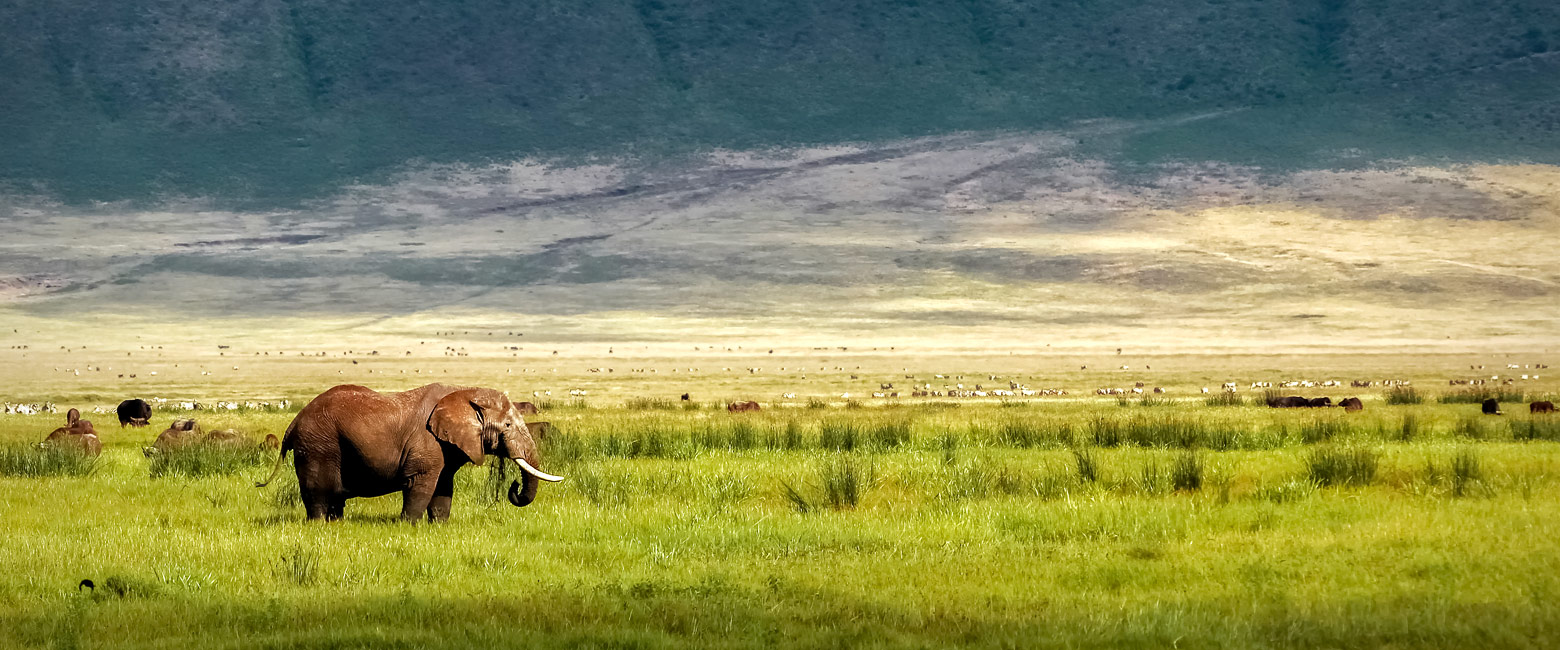 let us know your thoughts about Tanzania and we will make sure to deliver the perfect safari