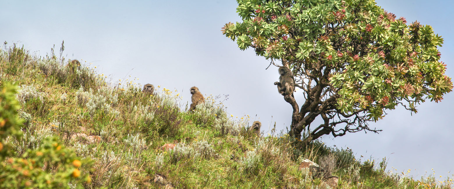 let us know your thoughts about Tanzania and we will help you create the perfect safari