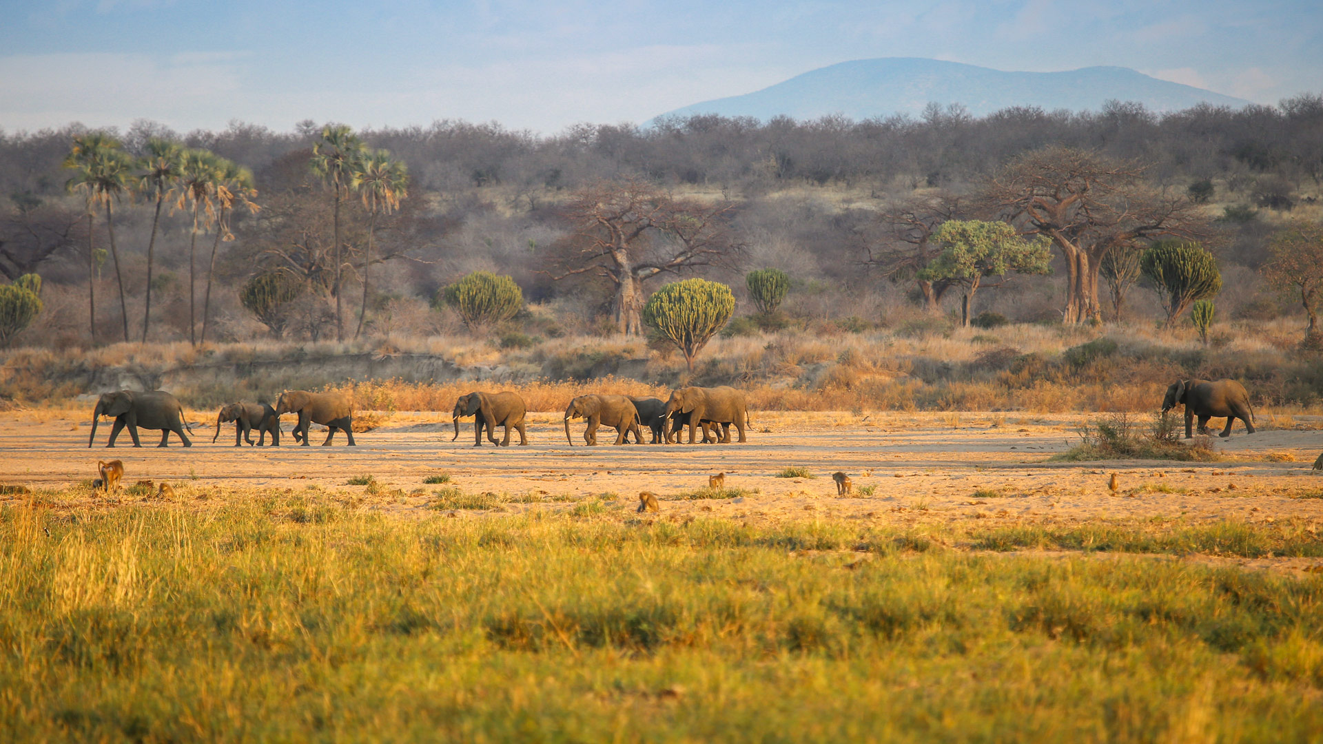 Safari to Ruaha