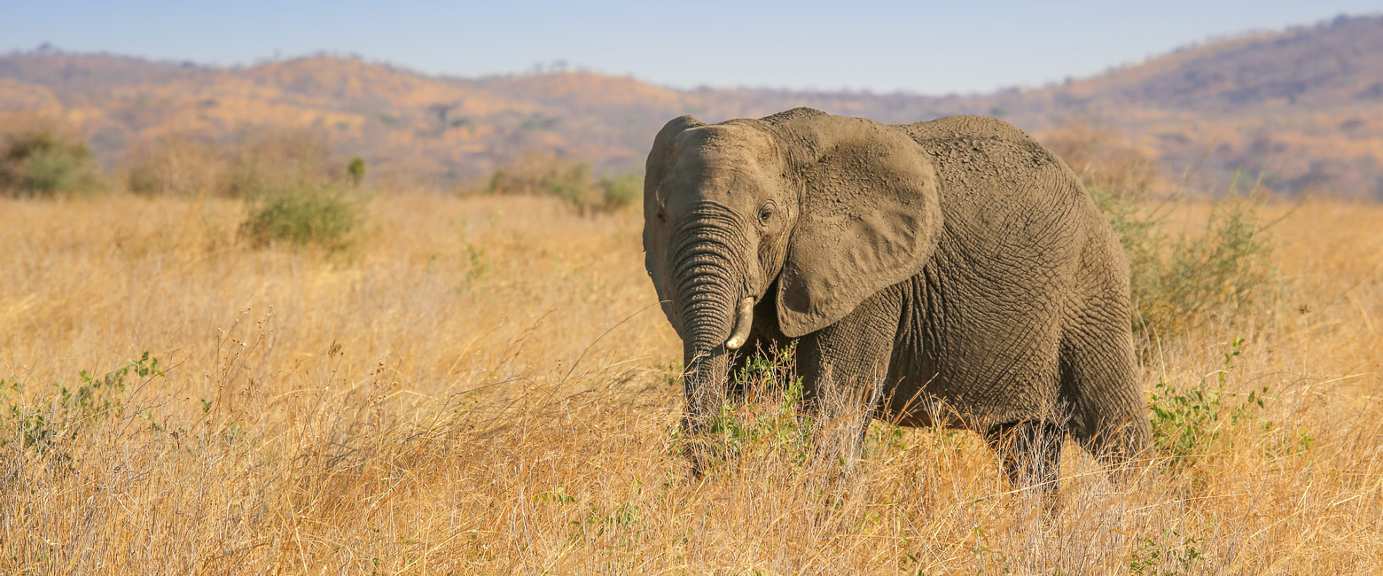 let us know your thoughts about Tanzania and we will help you create the perfect safari 