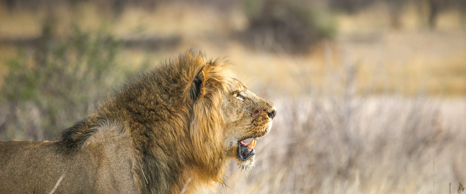 let us know your thoughts about Tanzania and we will help you create the perfect safari