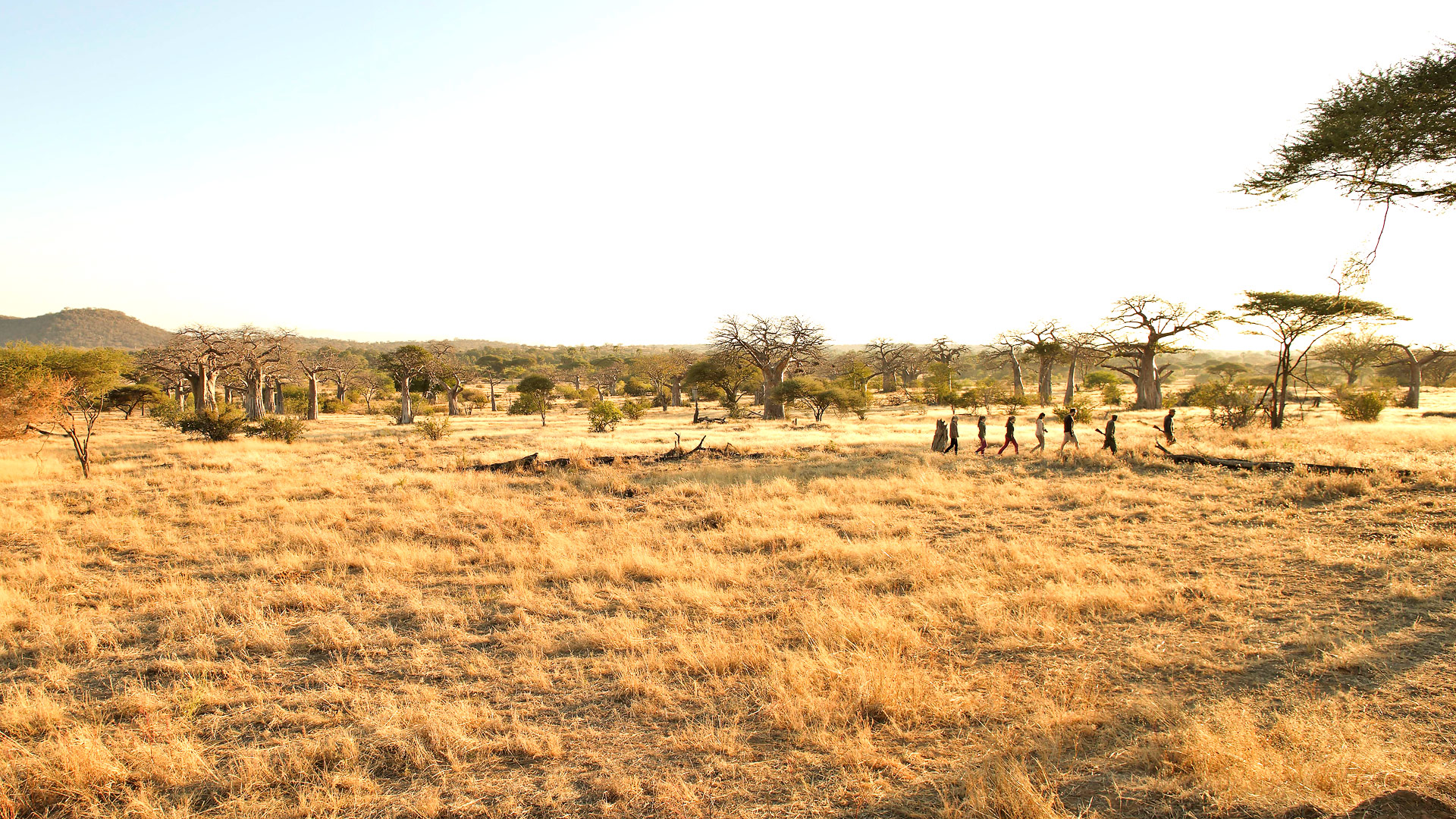 Kichaka Zumbua