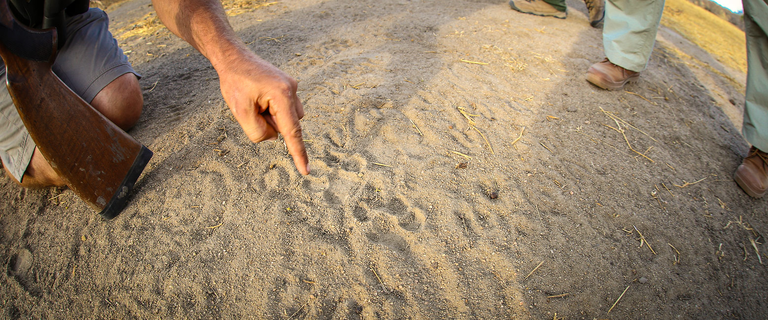 let us know your thoughts about Tanzania and we will help you create the perfect safari