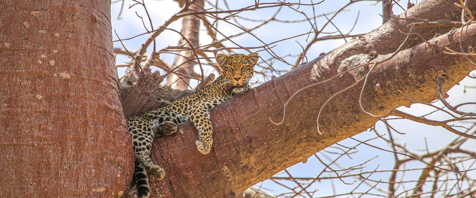 let us know your thoughts about Tanzania and we will help you create the perfect safari