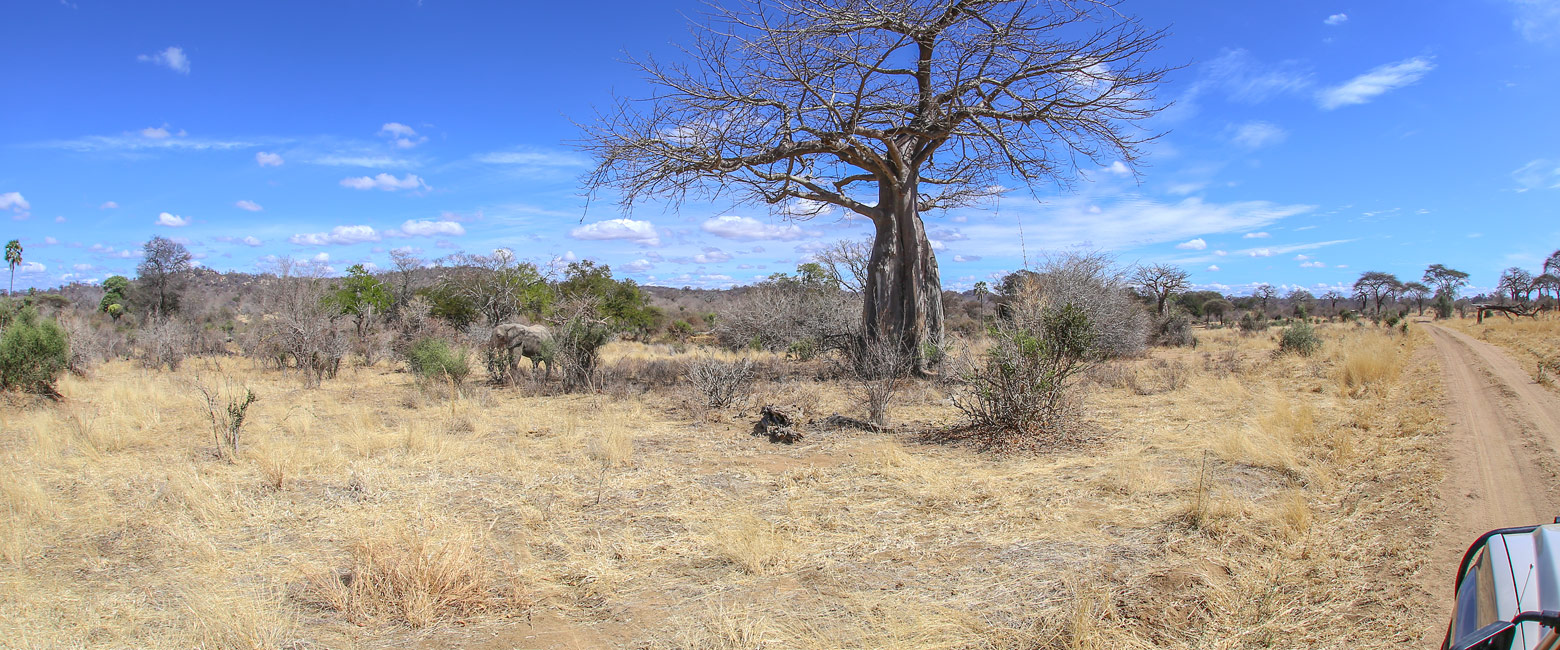 Let us know your thoughts about Tanzania and we will help you create the perfect safari
