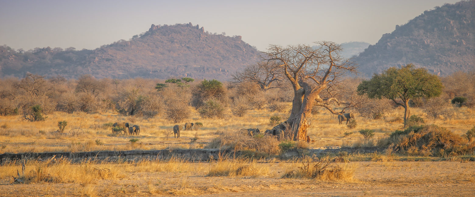 let us know your thoughts about Tanzania and we will help you create the perfect safari